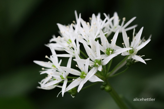 Bärlauch (Allium ursinum) 