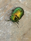 Blattkäfer (Chrysolina bicolor)