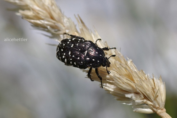 Trauer-Rosenkäfer (Oxythyrea funesta)