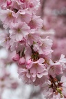 Higan-Kirsche (Prunus subhirtella)