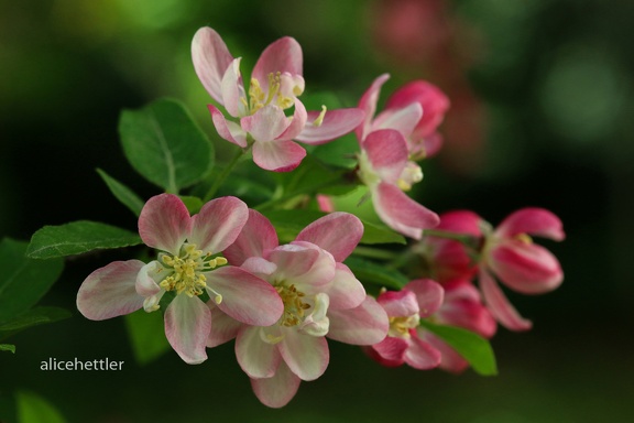 Japanischer Wildapfel (Malus floribunda)