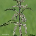 Große Brennessel (Urtica dioica)