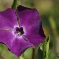 Kleines Immergrün (Vinca minor) 