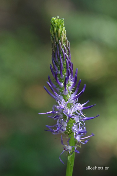 Betonien-Teufelskralle - Betony-leaved Rampion (Phyteuma betonicifolium)
Foto: Alice Eickenscheidt
Ort: Lago Maggiore, Italien
Kamera: Canon EOS 70 D, 105 mm 1:2.8 DG Macro (Sigma) Betonien-Teufelskralle (Phyteuma betonicifolium)-Cannobio.JPG