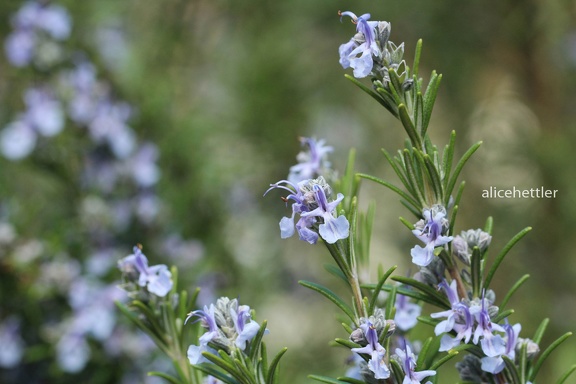 Rosmarin (Rosmarinus officinalis) 