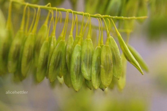 Färberwaid (Isatis tinctoria)