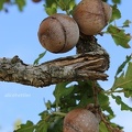 Gallwespe (Andricus quercustozae) 