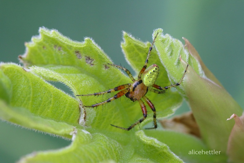 Kürbisspinne (Araniella cucurbitina) 