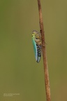 Binsenschmuckzikade (Cicadella viridis)