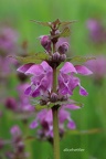 Gefleckte Taubnessel (Lamium maculatum) 