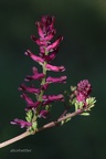 Gewöhnlicher Erdrauch (Fumaria officinalis)