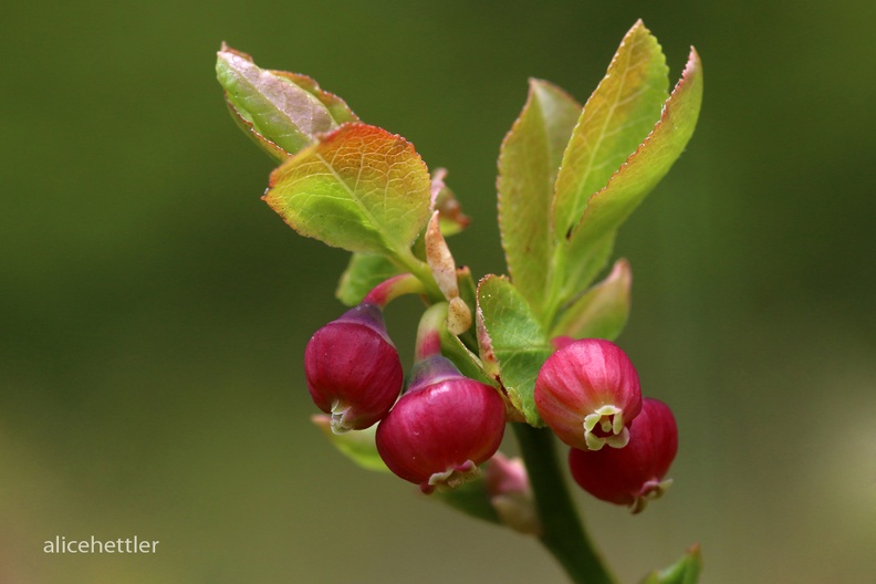 Heidelbeere (Vaccinium myrtillus) 