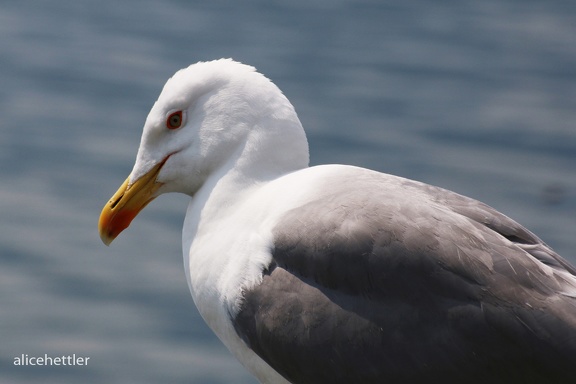 Heringsmöwe (Larus fuscus)