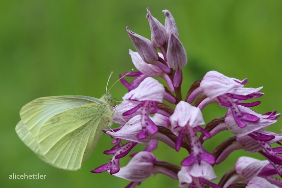 Kleiner Kohlweißling (Pieris rapae) 