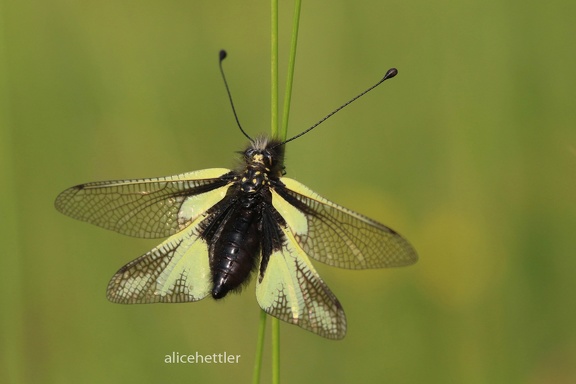 Libellen-Schmetterlingshaft (Libelloides coccajus) 