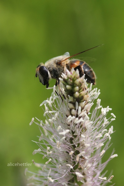 Mistbiene (Eristalis tenax) - Stuttgart.JPG