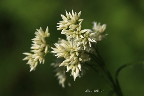 Schneeweiße Hainsimse (Luzula nivea)