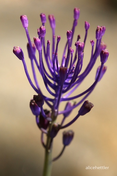 Schopf-Traubenhyazinthe (Muscari comosum)