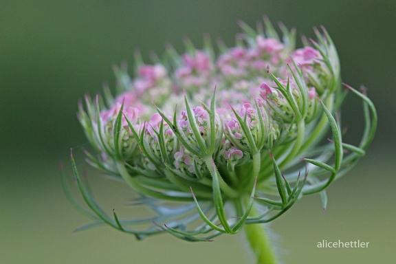 Wilde Möhre (Daucus carota ssp. carota)