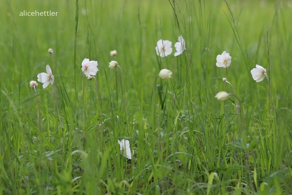 Großes Windröschen (Anemone sylvestris) 