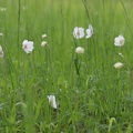 Großes Windröschen (Anemone sylvestris) 