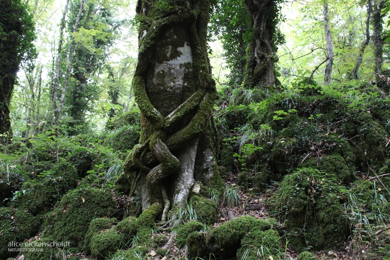 Foresta Umbra
Foto: Alice Eickenscheidt
Ort: Nationalpark Gargano, Foresta Umbra, Italien
Kamera: Canon EOS 70 D, EF-S 18-55 mm 1:3,5-5,6 IS (Canon) Foresta Umbra_Gargano_3.jpeg