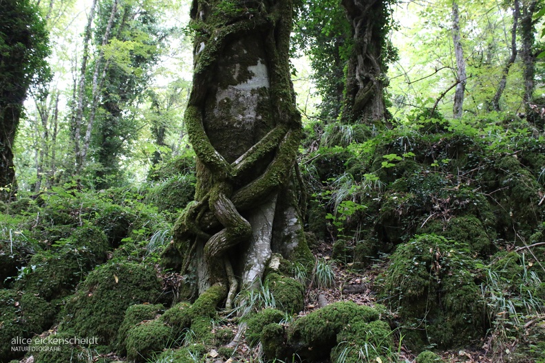 Foresta Umbra_Gargano_3.jpeg