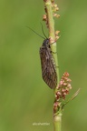 Schlammfliege (Sialis sp.) 