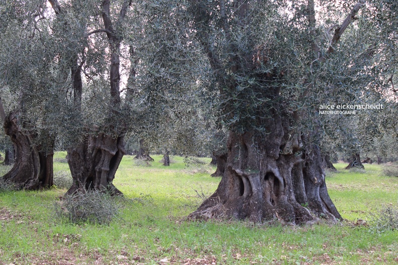 Olivenbaum (Olea europaea) 5.jpg