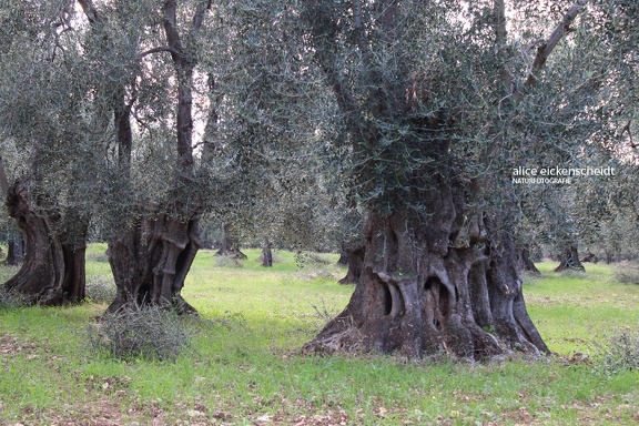 Olivenbaum (Olea europaea) 