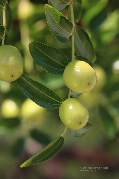 Olivenbaum (Olea europaea) -Abruzzen1.JPG