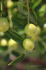 Chinesische Jujube (Ziziphus jujuba)