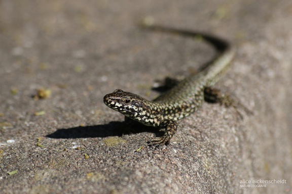 Mauereidechse (Podarcis muralis) 