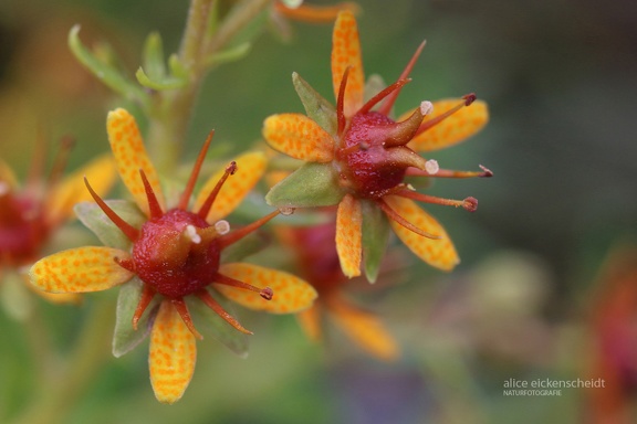 Fetthennen-Steinbrech (Saxifraga aizoides)