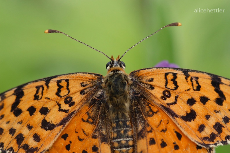 Scheckenfalter (Melitaea sp.)