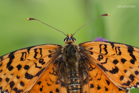 Scheckenfalter (Melitaea sp.)