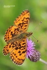 Silberfleck-Perlmuttfalter (Boloria euphrosyne)