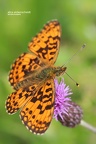 Silberfleck-Perlmuttfalter (Boloria euphrosyne)