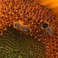 Bienen auf Sonnenblume