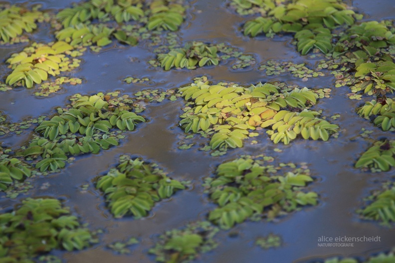 Gewöhnlicher Schwimmfarn (Salvinia natans) - Po Delta.JPG