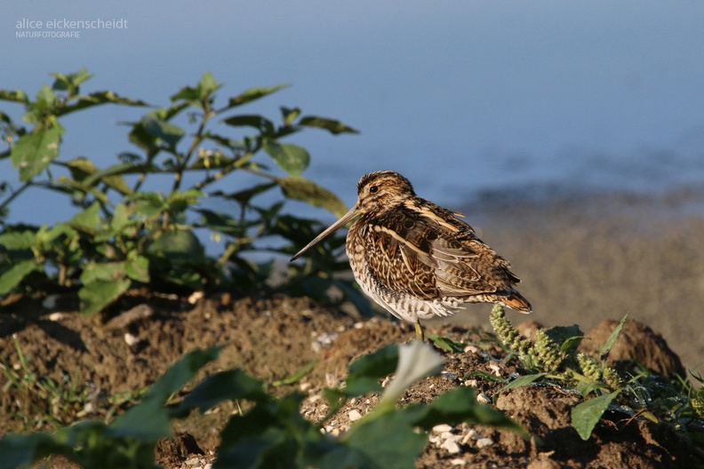 Bekassine (Gallinago gallinago)_Po Delta.jpeg