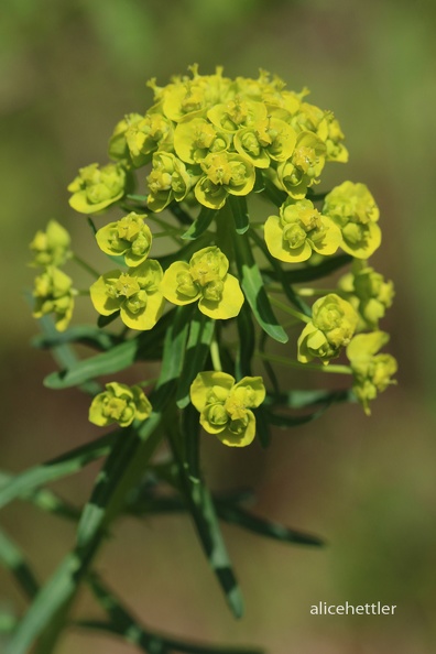 Zypressen-Wolfsmilch (Euphorbia cyparissias) - Strümpfelbach.jpg