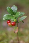 Preiselbeere (Vaccinium vitis-idaea)
