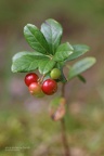 Preiselbeere (Vaccinium vitis-idaea)