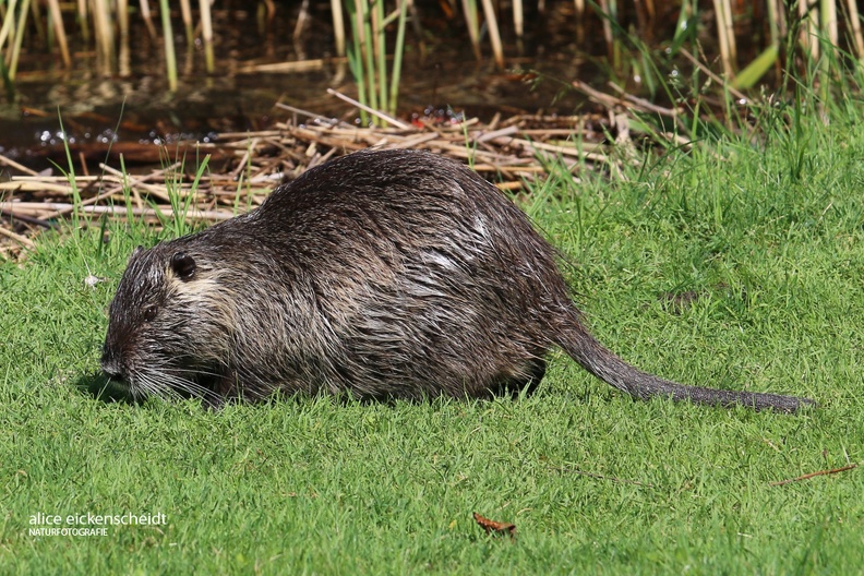 Biberratte (Myocastor coypus)- Lago Maggiore 3.jpg