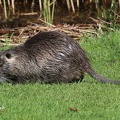 Biberratte (Myocastor coypus)