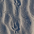 Vogelspur im Sand