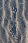 Fußabdrücke eines Vogels im Sand