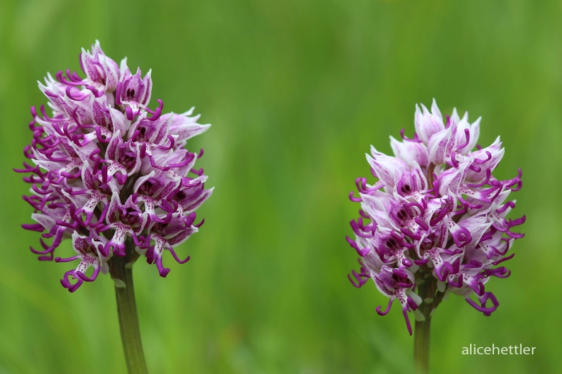 Affen-Knabenkraut (Orchis simia ssp. simia)