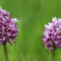 Affen-Knabenkraut (Orchis simia ssp. simia)